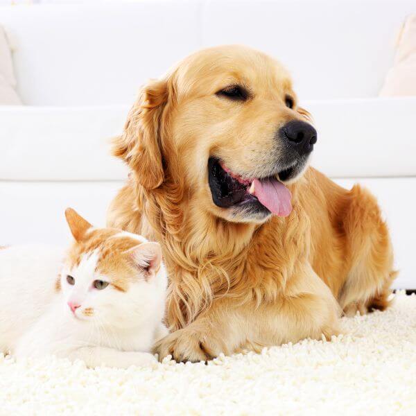 soin energetique animalier pour chien et chat
